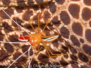 Cleaner shrimp on honeycomb moray by Christian Nielsen 